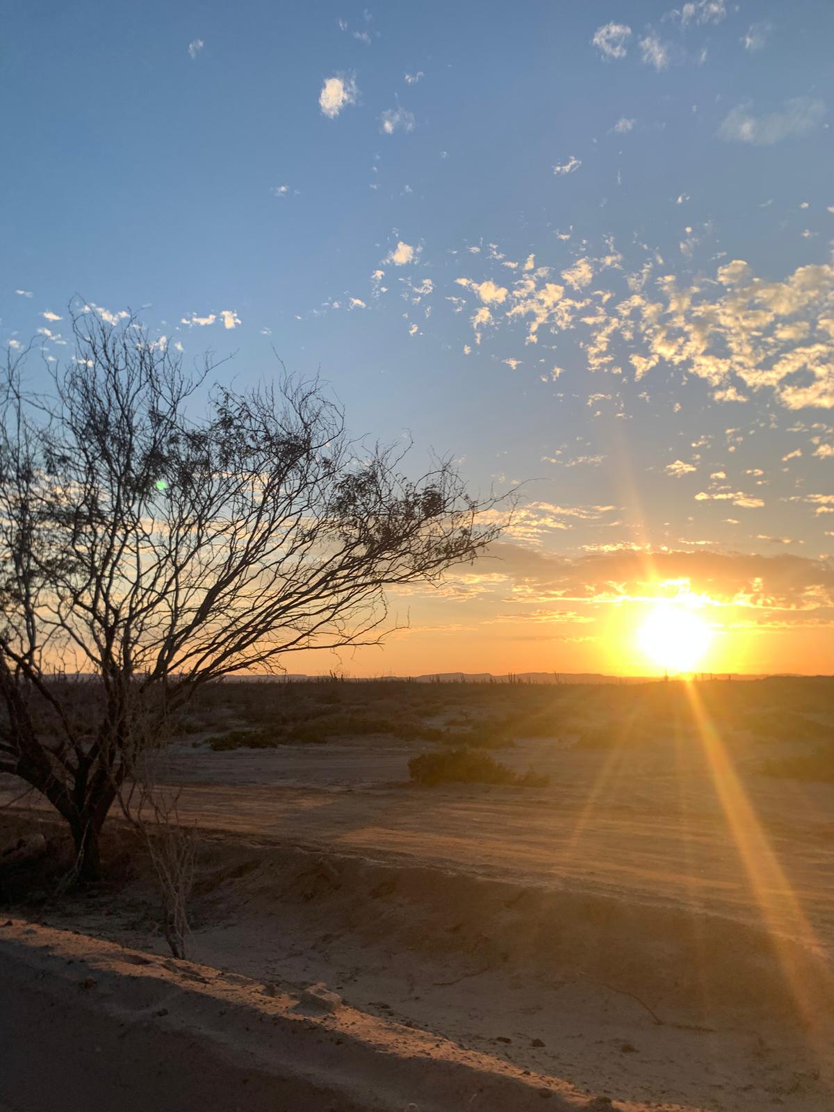 Golden sunset over the El Mogote sand dunes with a silhouetted mesquite tree