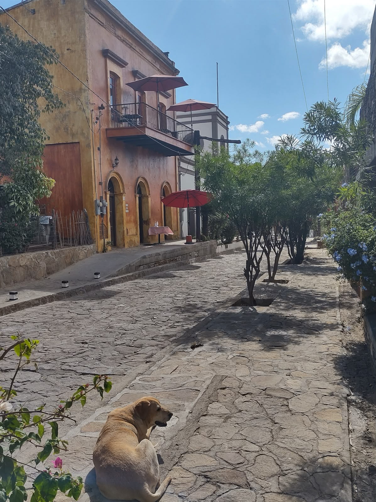 Sleepy cobblestone street in El Triunfo with a golden dog resting beside pastel adobe buildings and red café umbrellas